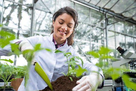 A smiling successful young greenhouse owner holds a trowel in her hands and plants a tomato seedling while wearing gloves.の写真素材