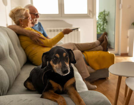 Cute dog lying on sofa in front of senior couple in hug watching tv at homeの写真素材
