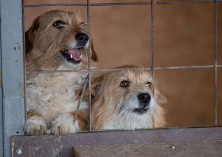 Cute abandoned dogs standing behind bars in asylum for vagabond hounds and begging for attention, care and loveの写真素材