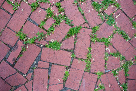 Top view of red brick pavement with green weed between