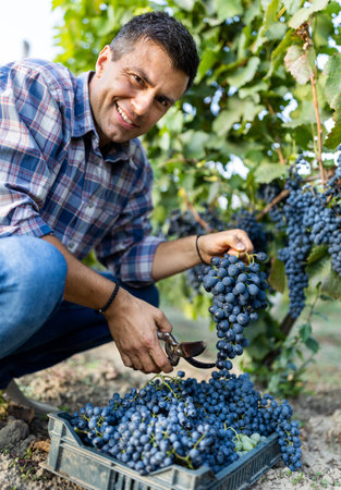 Attractive mature man harvesting ripe grapes in vineyard in summer timeの写真素材
