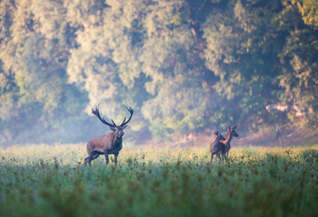 Red deer with big antlers roaring beside two female hinds on meadow in forest in mating season. Wildlife in natural habitatの写真素材