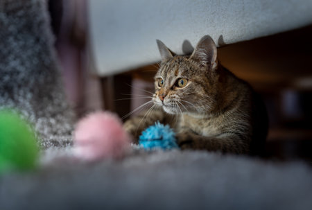 Close up of playful small tabby cat hiding under sofa and hunting colorful toyの写真素材