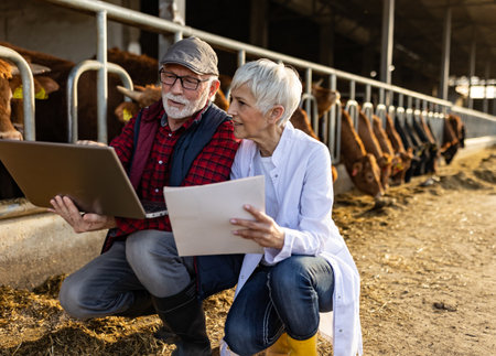 Senior farmer and veterinarian woman crouching and looking at laptop in front of young cows in stableの写真素材