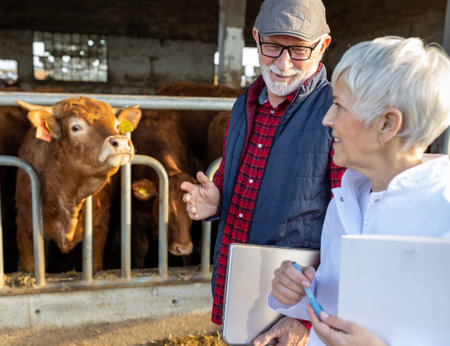 Senior farmer and veterinarian woman talking in front of young cows in stableの写真素材