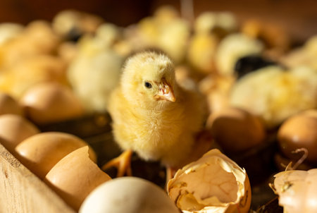 Small cute newborn chick looking at camera, just hatched in incubatorの写真素材