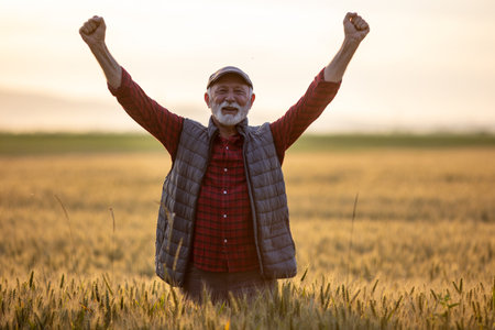 Enthusiastic happy mature farmer standing in golden wheat field and holding hands in air. Sunset at late spring timeの写真素材
