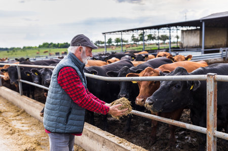 Mature farmer feeding black angus cattle on ranchの写真素材