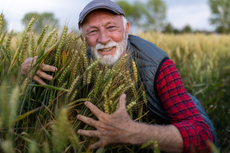 Portrait of senior farmer crouching in golden wheat field and hugging bundle of cropの写真素材