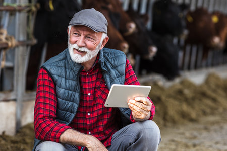 Mature farmer using tablet in front of Red and Black Angus cattle on ranchの写真素材