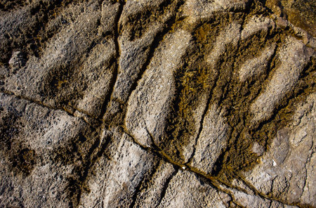 Abstract image, wet stone pattern with moss in gaps on sea coast