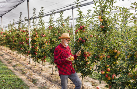 Senior farmer looking at tablet and checking apple quality in modern orchard with protective net...