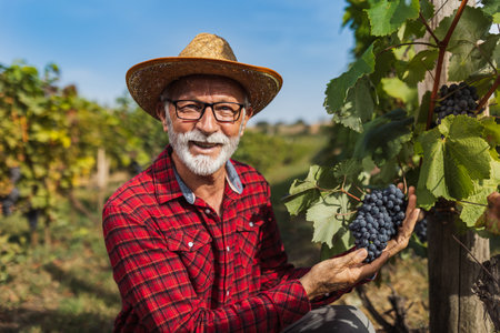 Portrait of satisfied senior farmer checking  grape quality before harvest