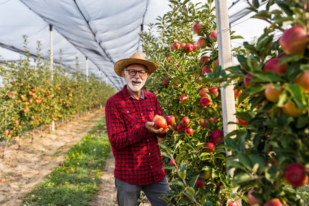 Satisfied farmer showing ripe apples in orchard before harvestの写真素材