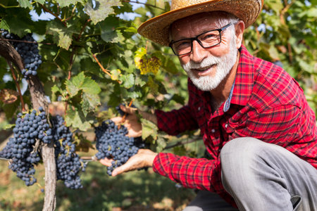 Portrait of satisfied senior farmer checking  grape quality before harvestの写真素材