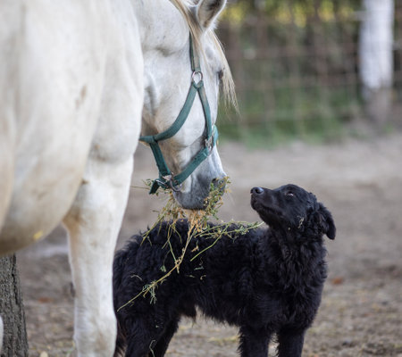 Cute dog looking at his friend horse eating hay on farm
