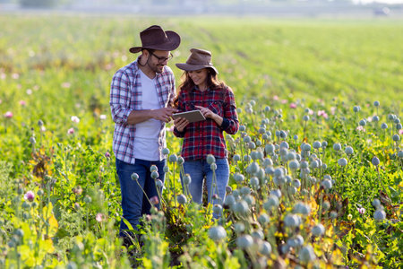 Two farmers man and woman examining poppy seed in field and looking at tabletの写真素材