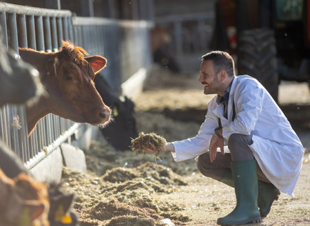 Young veterinarian crouching in front of cattle fence and feeding young cow with hayの写真素材