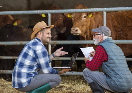 Two farmers crouching in front of cows and calves in cowshed, holding laptop and discussingの写真素材