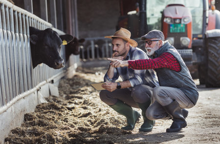 Two farmers crouching beside calf in cowshed, holding tablet and discussing. Tractor in backgroundの写真素材