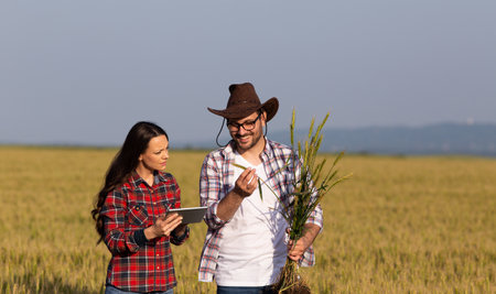 Two farmers checking wheat root and growth in early summer in fieldの写真素材