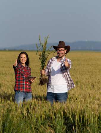 Two farmers man and woman checking wheat root in field in summer time and showing thumbs upの写真素材