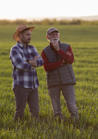 Two farmers standing in wheat field with crossed arms and talking, at sunset, in spring timeの写真素材