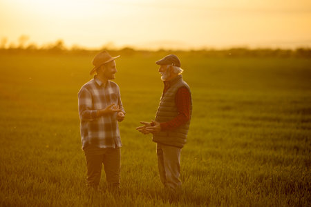 Two farmers standing in wheat field and talking, at sunset, in spring timeの写真素材