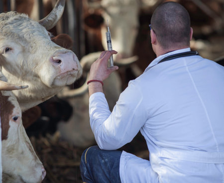 Rear view of veterinarian holding injection for cattle vaccination and health care, in front of cow in stableの写真素材