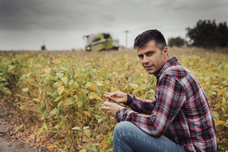 Portrait of farmer crouching in soybean field and checking seed quality while combine harvester...