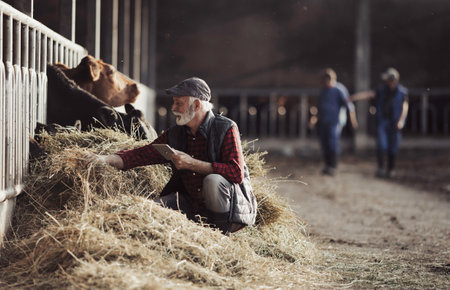 Mature farmer holding tablet in front of cattle on dairy ranchの写真素材