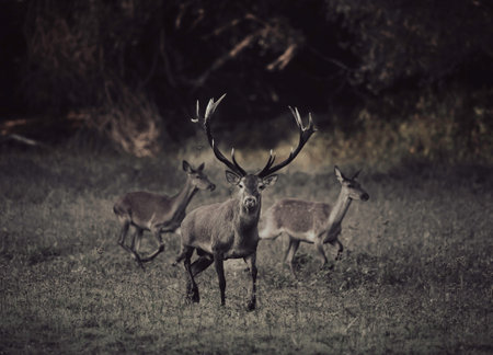 Red deer stag (Cervus Elaphus) and two female hinds running in forest in autumn during mating...