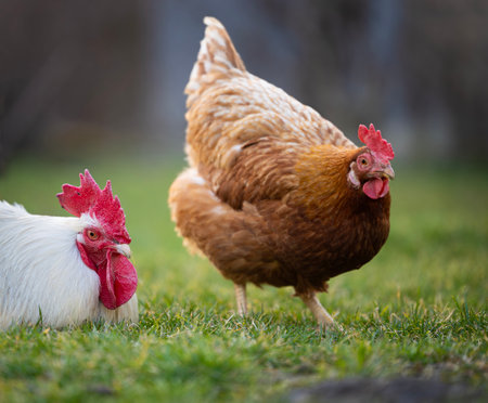 Two chickens foraging for food in lush green pasture under soft morning light, creating a peaceful rural atmosphereの写真素材
