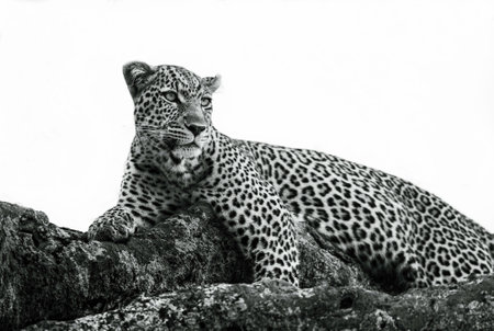 Black and white image of adult wild animal Leopard (Panthera Pardus) lying on tree, Maasai Mara National Reserve in Kenya. Wildlife in natural habitat in Africa's savannaの写真素材