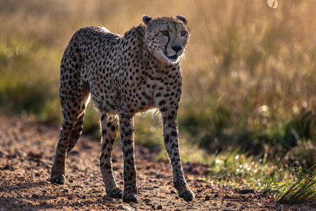 Wild animal Cheetah (Acinonyx Jubatus) walking on grass of Africa's savanna, in National reserve Maasai Mara in Kenya. Wildlife in natural habitatの写真素材