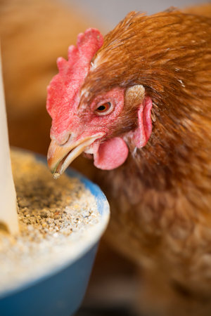 A hen is pecking at a bowl of feed in farm environment, showcasing its vibrant feathers and focused demeanor as it enjoys its mealの写真素材