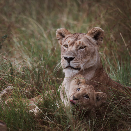 Lioness lies peacefully in the grass while her playful cub is near her. The setting captures the serene beauty of the savannah during daylight in Masai Mara National Reserve in Kenya