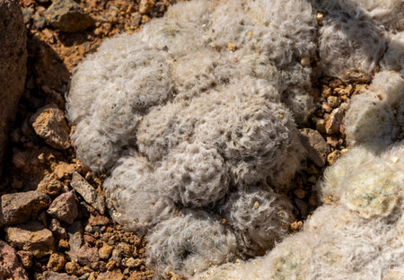 Close up of Epithelantha micromeris cactus, cluster of fluffy white cacti thrives among rocky ground in a sunlit desert landscape, in arid environments.の写真素材