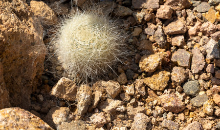 Matucana haynii unique small cactus growing among rocks in a desert landscape