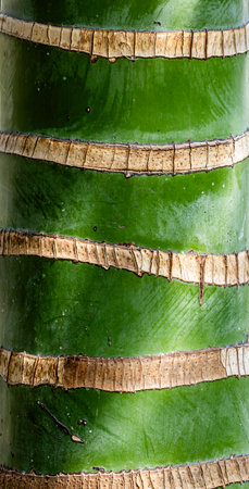 Green cylindrical palm showcases its textured bark, displaying unique patterns. Natural light...