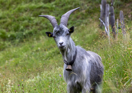 Curious goat Capra Grigia standing on green grass on hilly terrain and looking at camera. Domestic animal with metal bell around neck  grazing on Alps in Austrian mountainsの写真素材