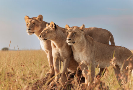 Three lions stand alert in the tall grass, observing their surroundings under the vast sky at dusk, showcasing the beauty of the African landscape, Masai Mara National Reserve in Kenyaの写真素材