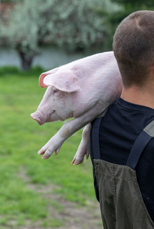 Close up of a pig held on male farmer's shoulder. Side profile of a pig is shownの写真素材
