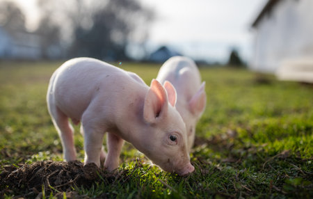 Two small piglets are happily exploring green grass on sunny farm. They are curious and busy snuffling the ground for foodの写真素材