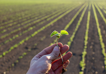 Close up of farmer hand holding young sprout of soybean plant in field in spring time