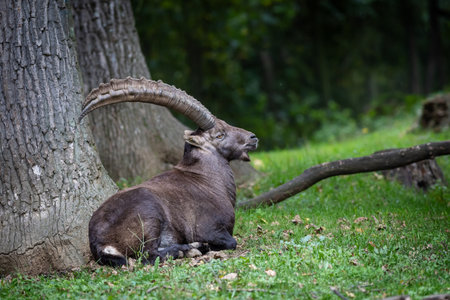Mountain goat capra ibex stands in forest area with large, curved horns laying on ground beside tree