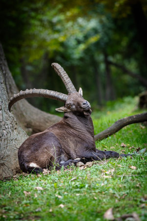 Mountain goat capra ibex stands in forest area with large, curved horns laying on ground beside treeの写真素材