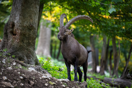 Mountain goat capra ibex stands in forest area, showcasing its large, curved horns amidst lush greenery and blurred trees in the backgroundの写真素材