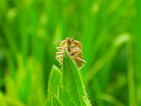 small bug in nature