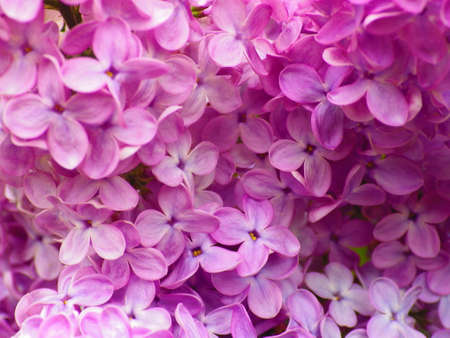 lilac flowerの写真素材